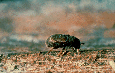 native elm bark beetle.