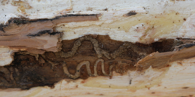 Image of a destroyed ash tree