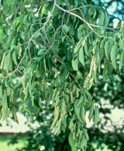 wilting of leaves. 